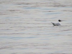 Chroicocephalus ridibundus