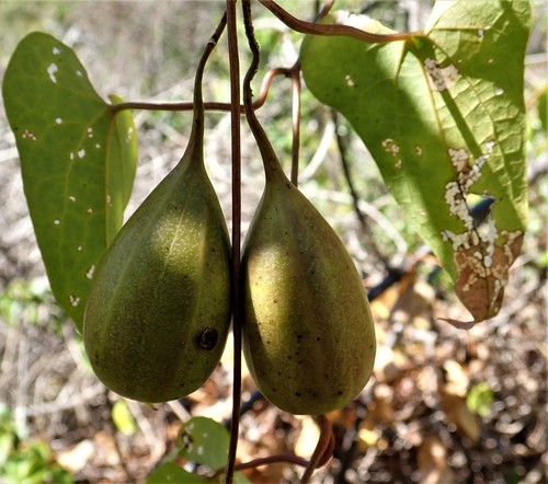 Aristolochia albida