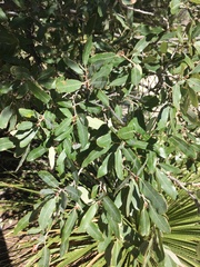 Quercus mohriana