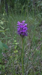 Dactylorhiza sibirica