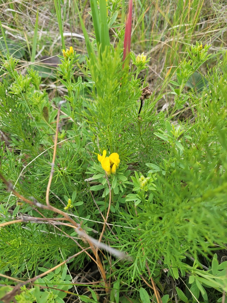 Chamaecytisus austriacus; photograph Dmitriy Bochkov, CC BY, iNaturalist via GBIF
