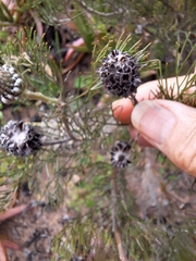 Serruria fucifolia, photograph (c) Adele SL, some rights reserved (CC BY)