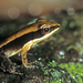 Don's Golden-backed Frog - Photo (c) osoandino, some rights reserved (CC BY-NC), uploaded by osoandino