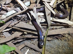 Calamaria pavimentata