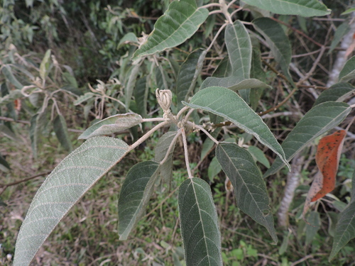 Croton celtidifolius