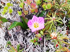 Claytonia acutifolia