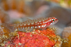 Adorned Dwarfgoby photo 2
