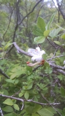 Rhododendron viscosum