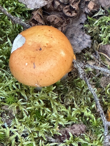 Russula decolorans — no rights reserved