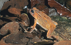 Duttaphrynus parietalis