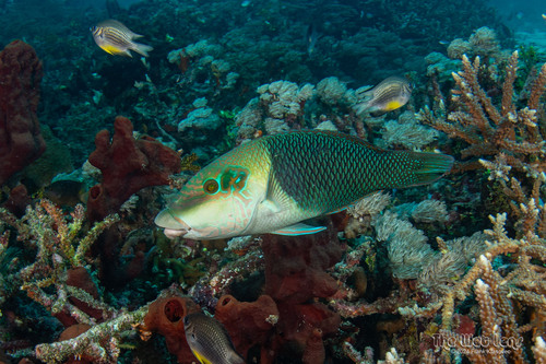 Blackeye Thicklip — seen at this dive site