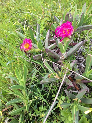 Carpobrotus quadrifidus, photograph 1