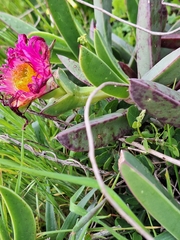 (c) Adele SL, some rights reserved (CC BY) Carpobrotus quadrifidus, photograph (c) Adele SL, some rights reserved (CC BY)