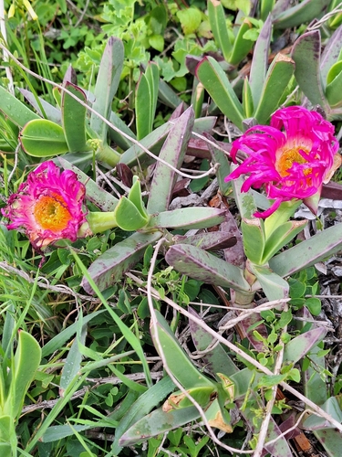 Image of Carpobrotus quadrifidus by (c) Adele SL, some rights reserved (CC BY)