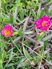 (c) Adele SL, some rights reserved (CC BY) Carpobrotus quadrifidus, photograph (c) Adele SL, some rights reserved (CC BY)