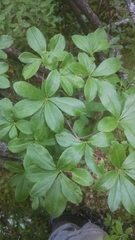 Rhododendron viscosum