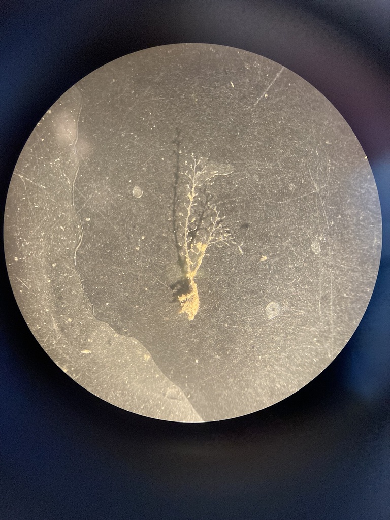 Gonothyraea loveni