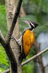 Greater Flameback photo 4