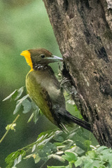 Greater Yellownape photo 2
