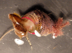 Prothalotia pulcherrima