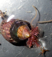 Prothalotia pulcherrima