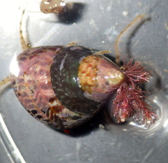 Prothalotia pulcherrima