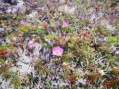 Claytonia acutifolia
