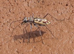Ellipsoptera cuprascens