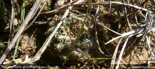 Weingartia tiraquensis