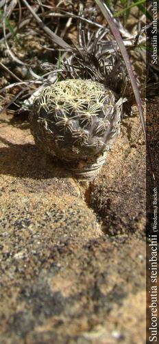 Weingartia tiraquensis