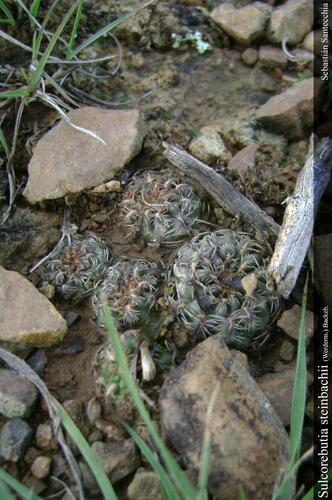 Weingartia tiraquensis