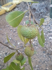 Rhopalocarpus