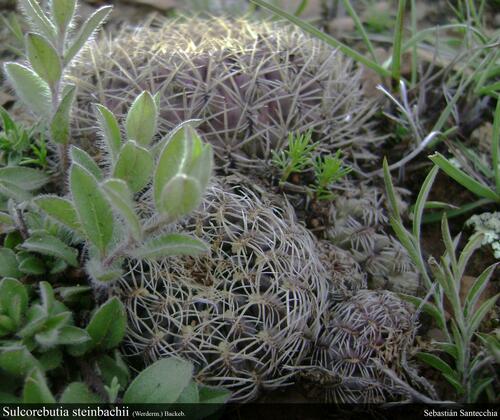 Weingartia tiraquensis