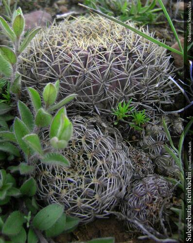 Weingartia tiraquensis