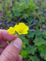 Oxalis compressa