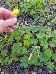 Oxalis compressa