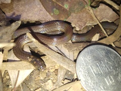 Calamaria pavimentata