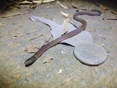 Calamaria pavimentata