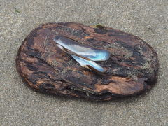 Adula californiensis