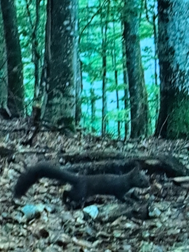 Eurasian Red Squirrel
