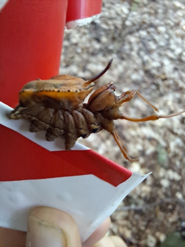 Lobster moth