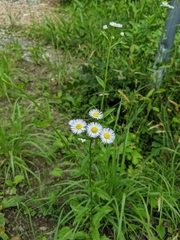 Erigeron philadelphicus