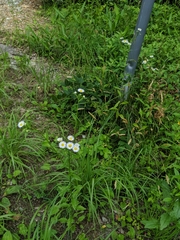 Erigeron philadelphicus