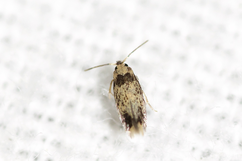 Stigmella macrocarpae