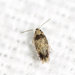 Stigmella macrocarpae - Photo (c) Owen Strickland, some rights reserved (CC BY-NC), uploaded by Owen Strickland