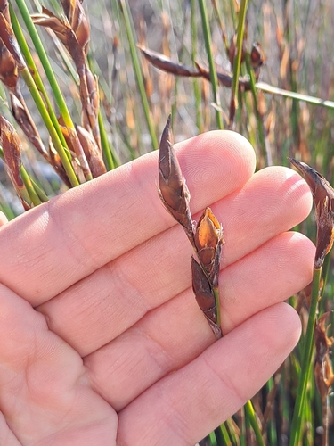 Cannomois parviflora (Cannomois parviflora)