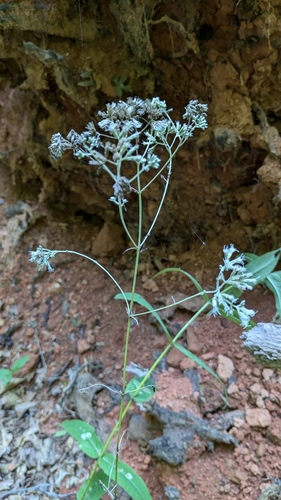 Image of Eupatorium sessilifolium by no rights reserved