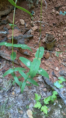 Image of Eupatorium sessilifolium by no rights reserved