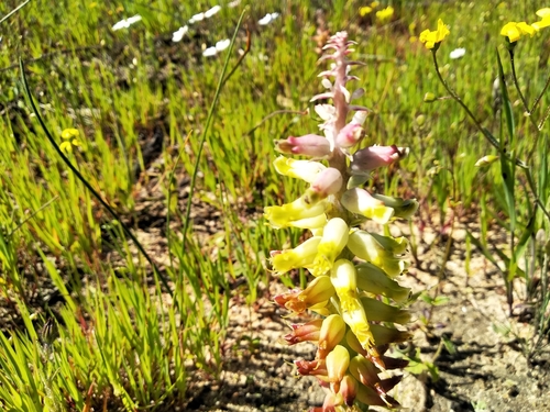 Image of Lachenalia longibracteata by (c) De Waal Hugo, some rights reserved (CC BY)