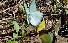 Appias lyncida eleonora